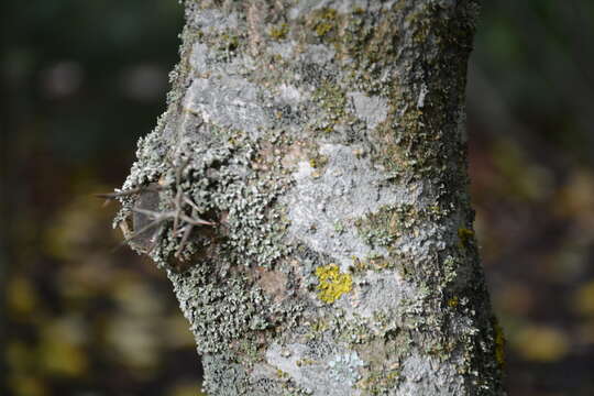 Image of Gleditsia japonica Miq.