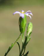 Image of Vittadinia muelleri N. T. Burbidge