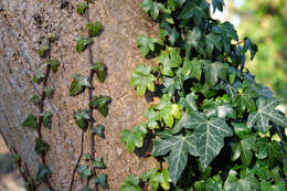 Image of English ivy