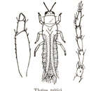 Image of Eastern Flower Thrips (Stannard, 1968)