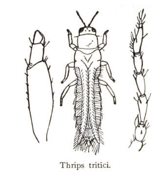 Image of Eastern Flower Thrips (Stannard, 1968)