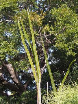 Image of Madagascan ocotillo