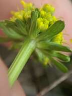 Image of adobe snakeroot