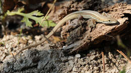 Image of Mountain grass lizard