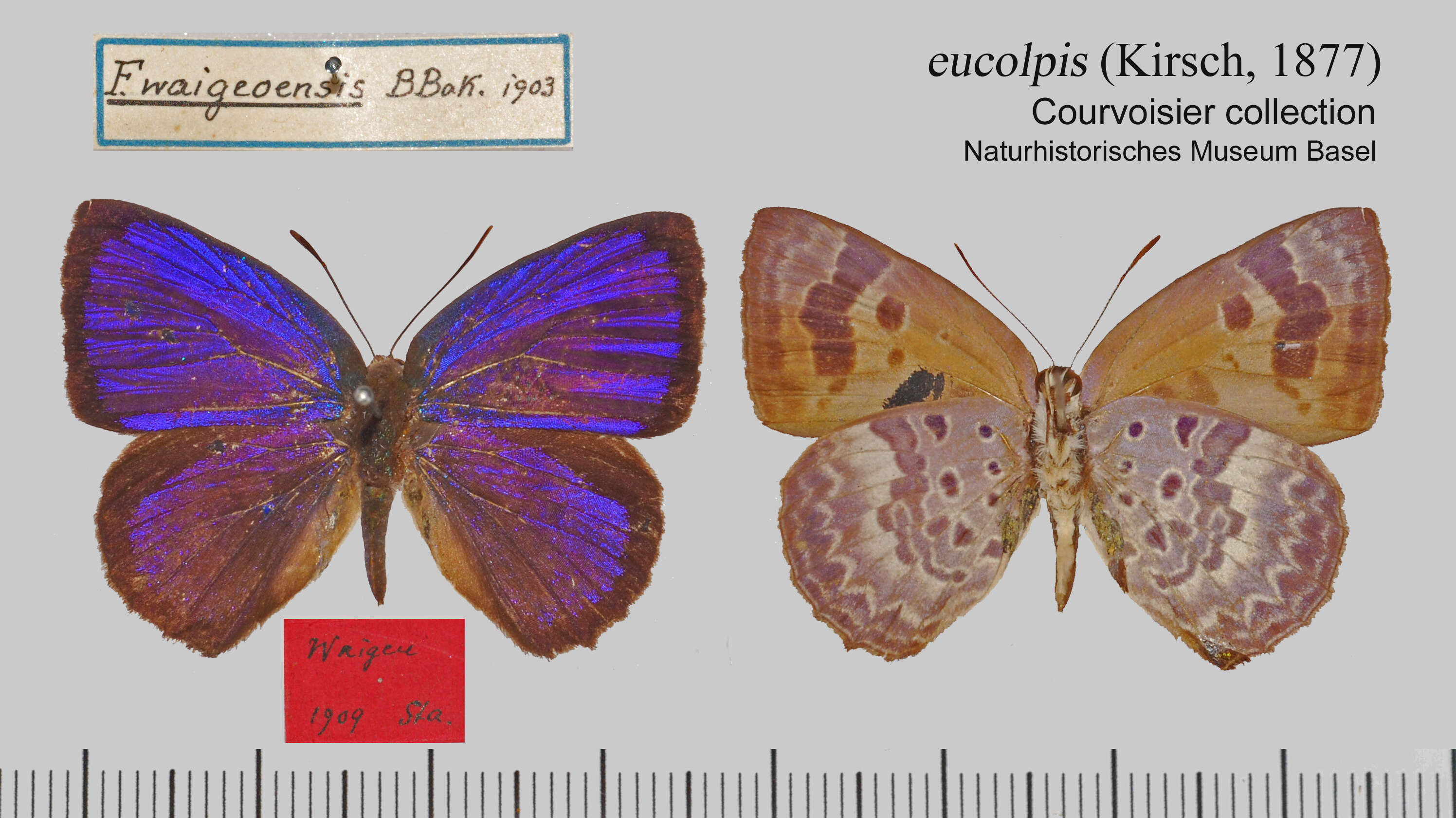 Image de Arhopala admete (Hewitson (1863))