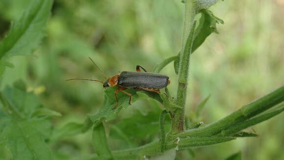 Image de Cantharis