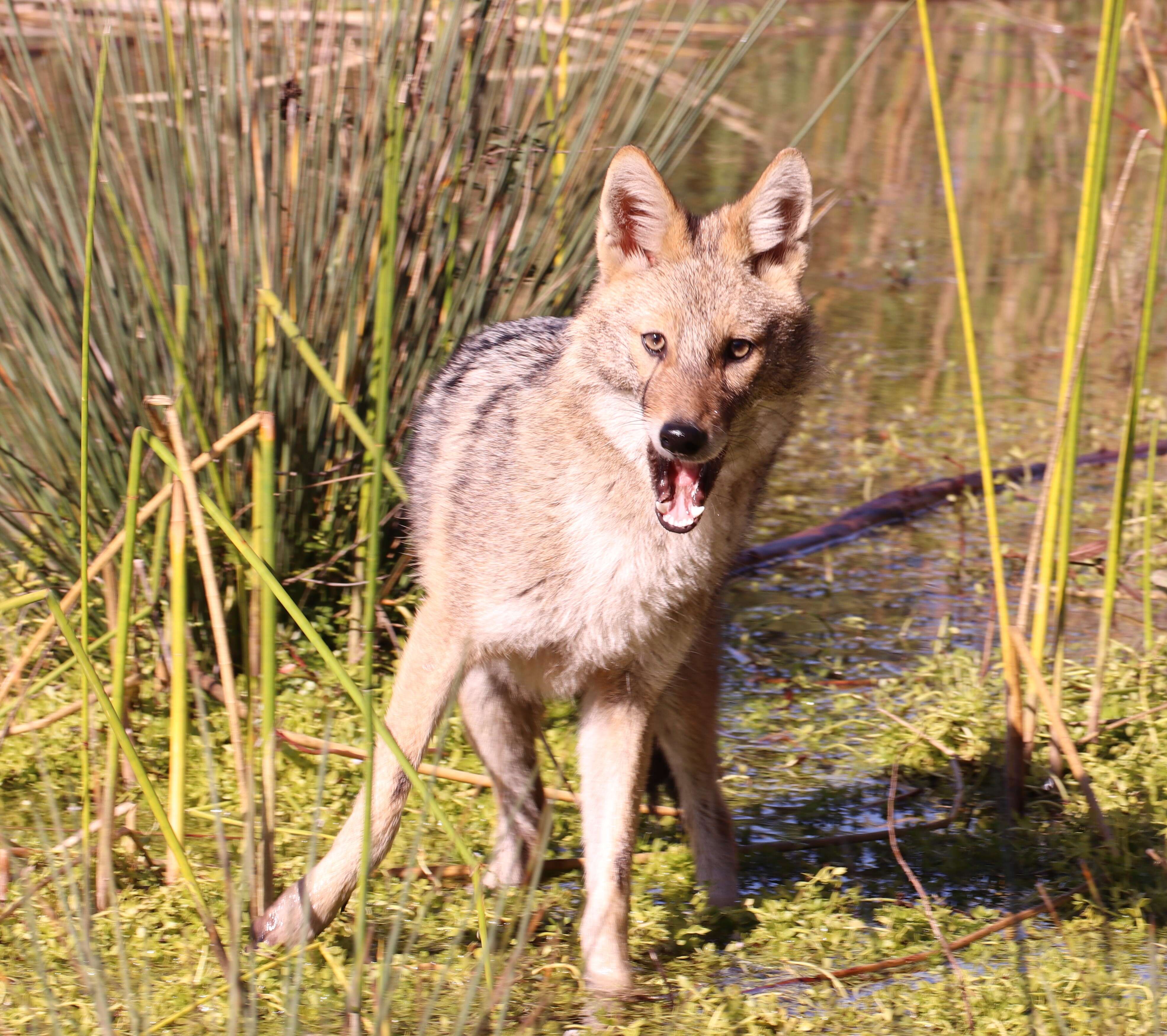 Image of Syrian jackal