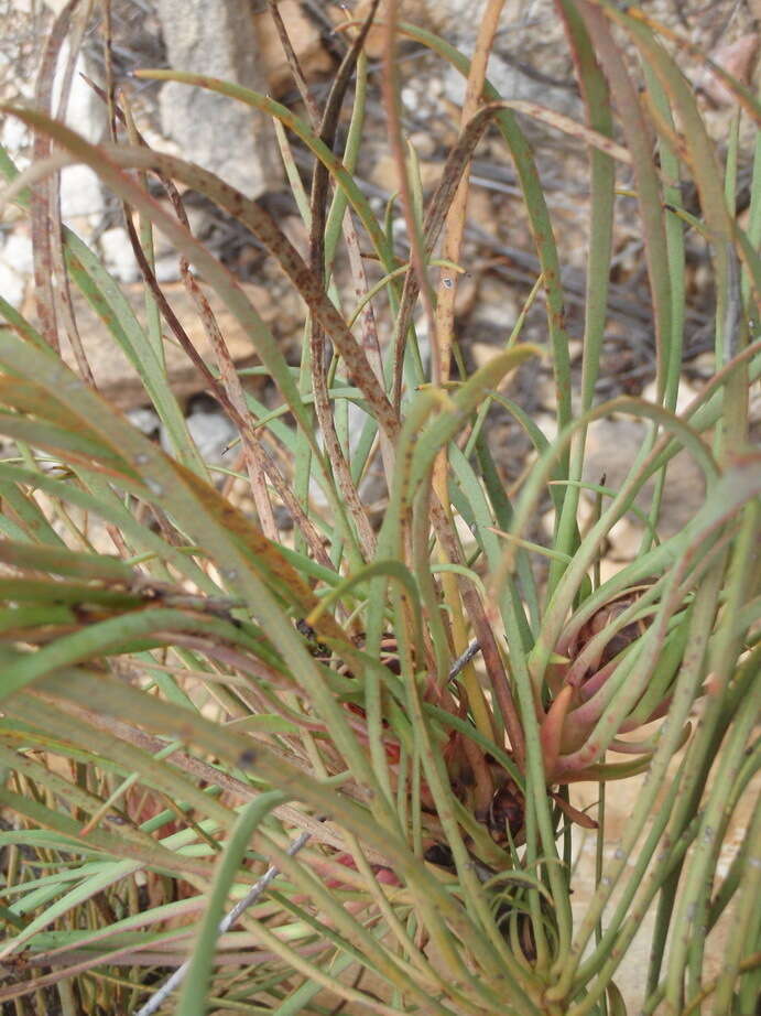 Image of Protea montana E. Mey. ex Meissn.