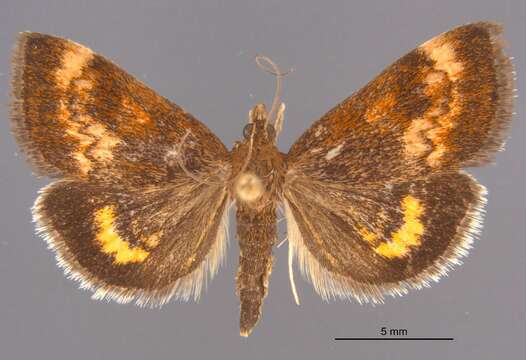 Image of Pyrausta homonymalis Munroe 1976