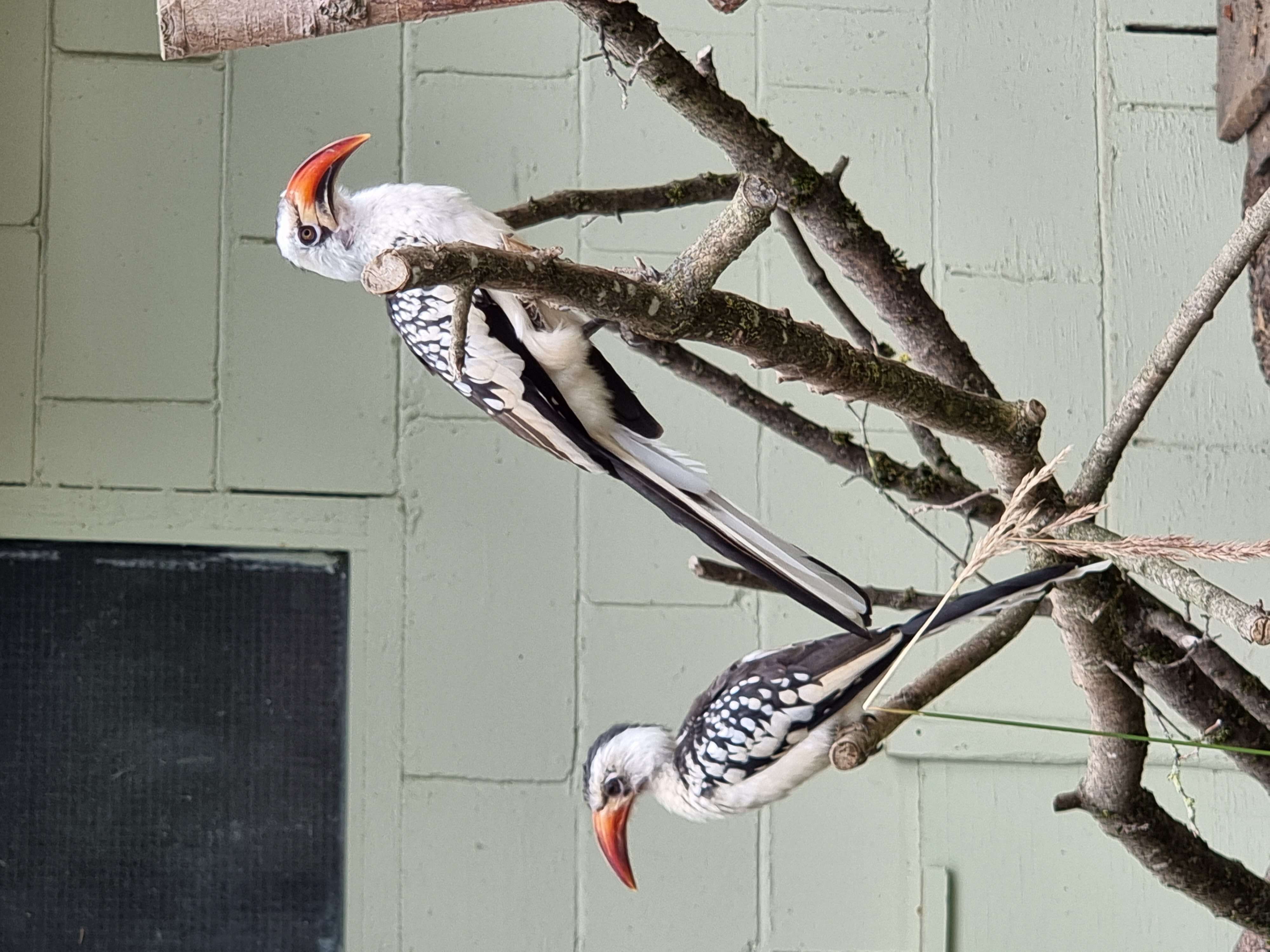 Image of Northern Red-billed Hornbill