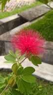 Imagem de Calliandra tergemina (L.) Benth.