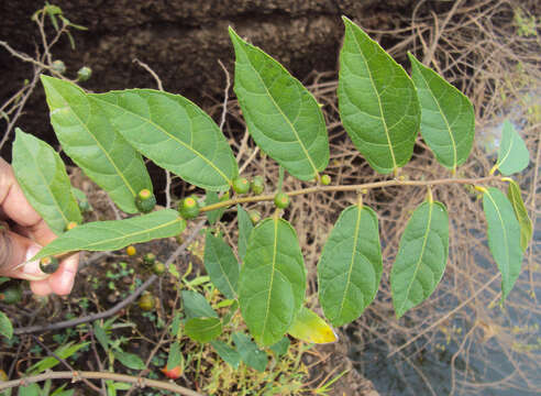 Image of Ficus heterophylla L. fil.