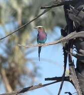 Image of Lilac-breasted Roller