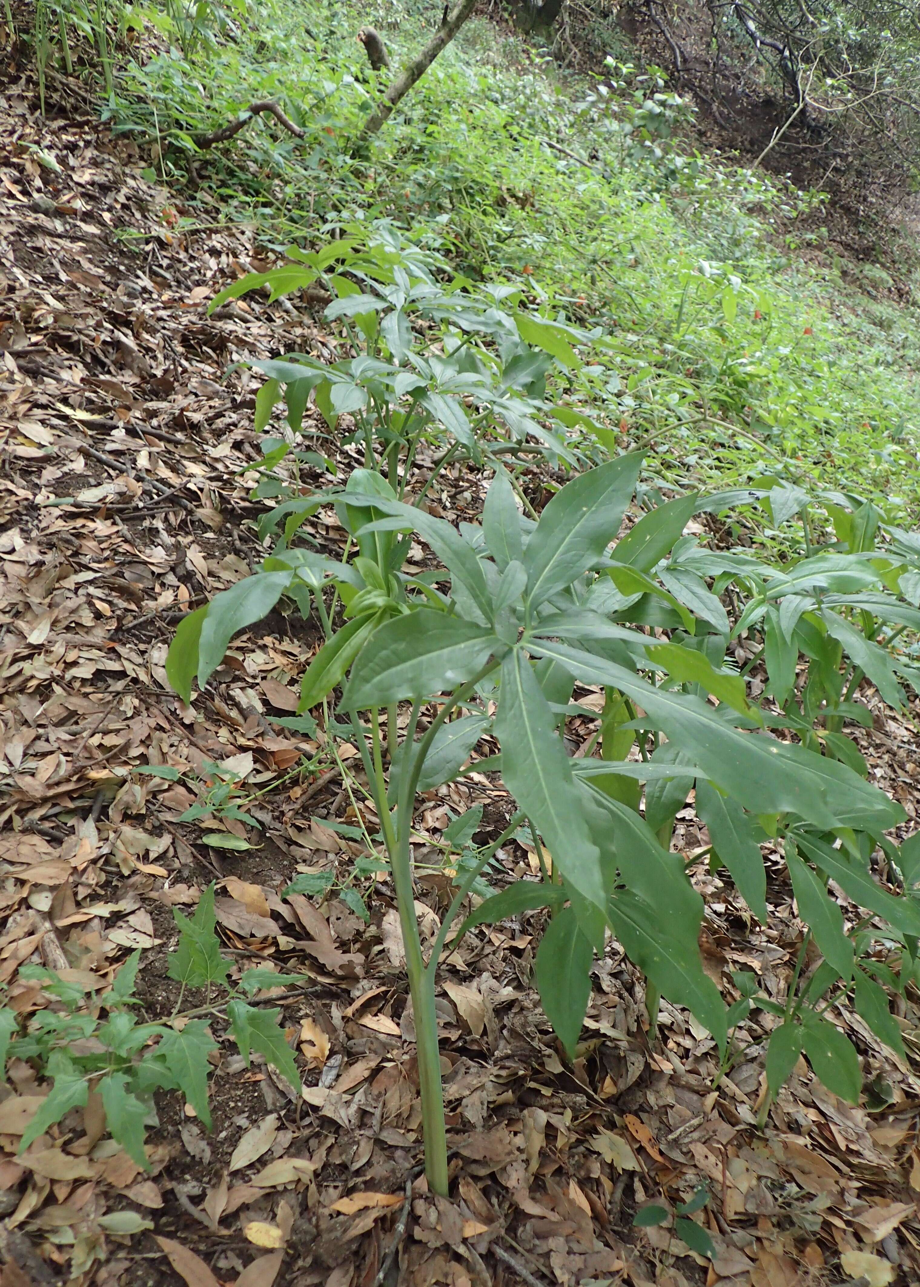 Dracunculus canariensis Kunth的圖片