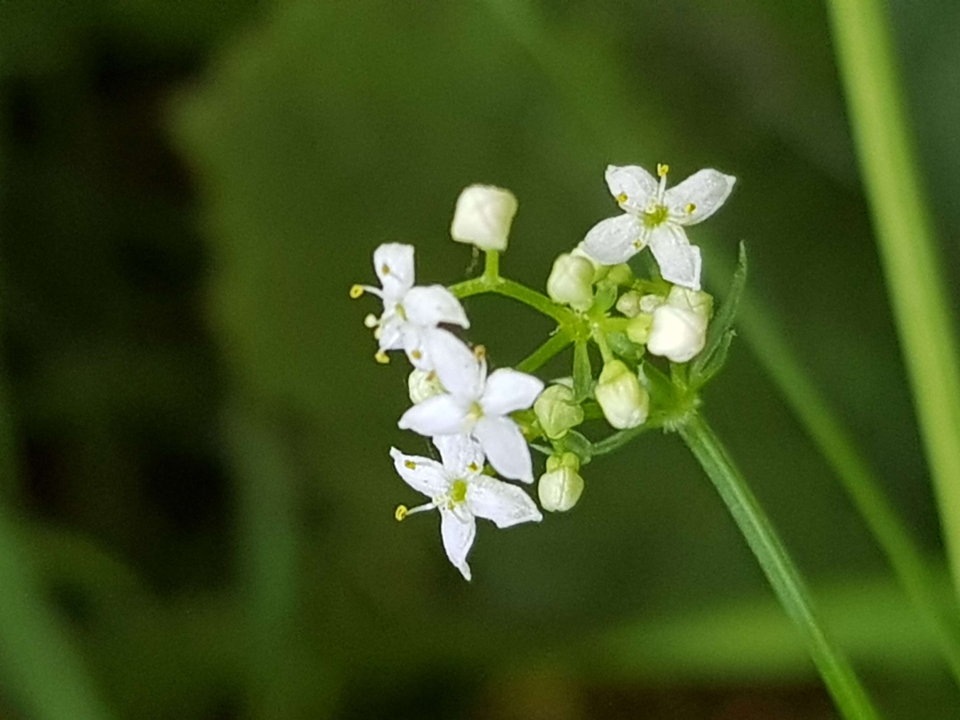 Imagem de Galium palustre L.