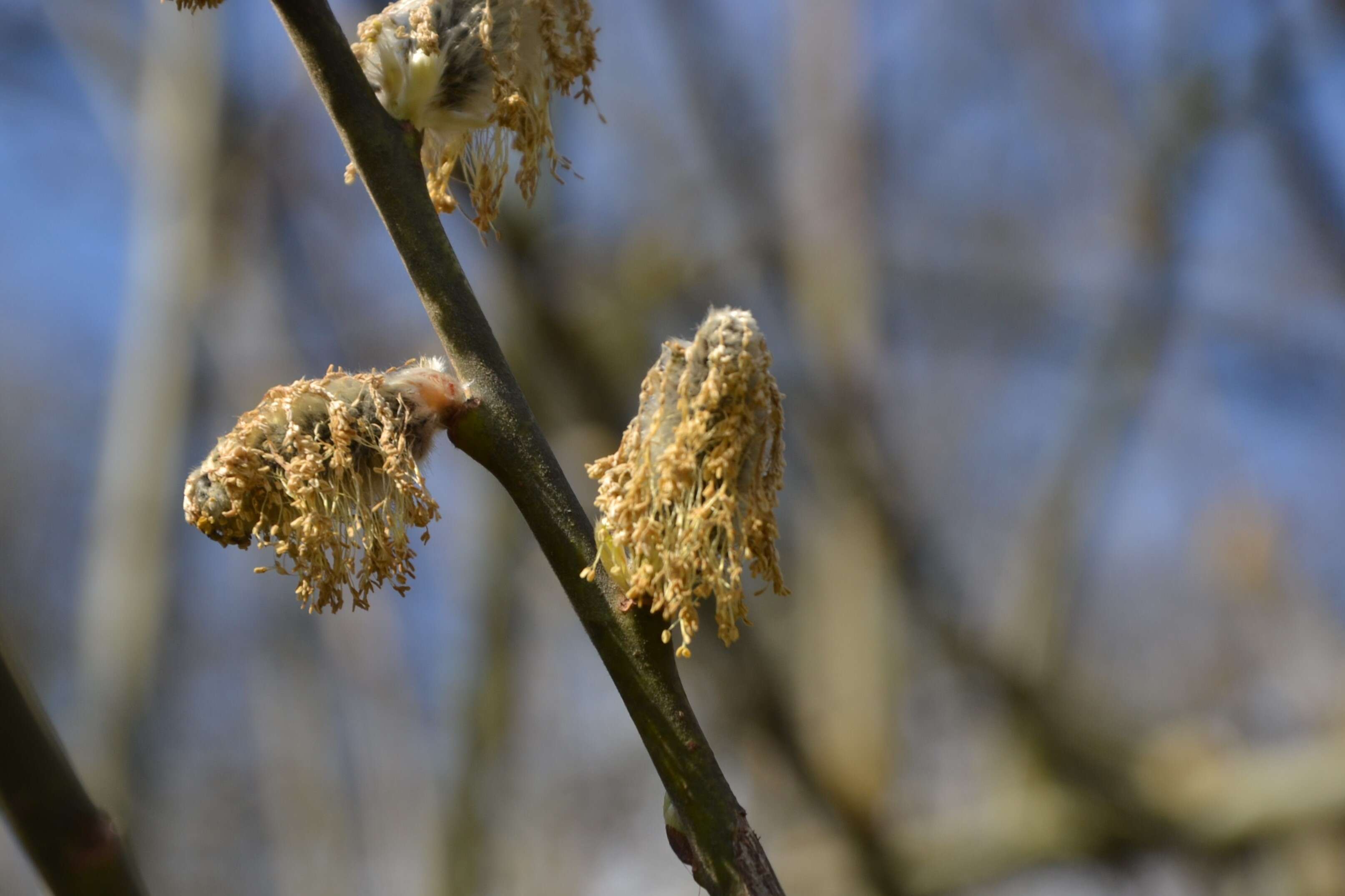 Image of goat willow