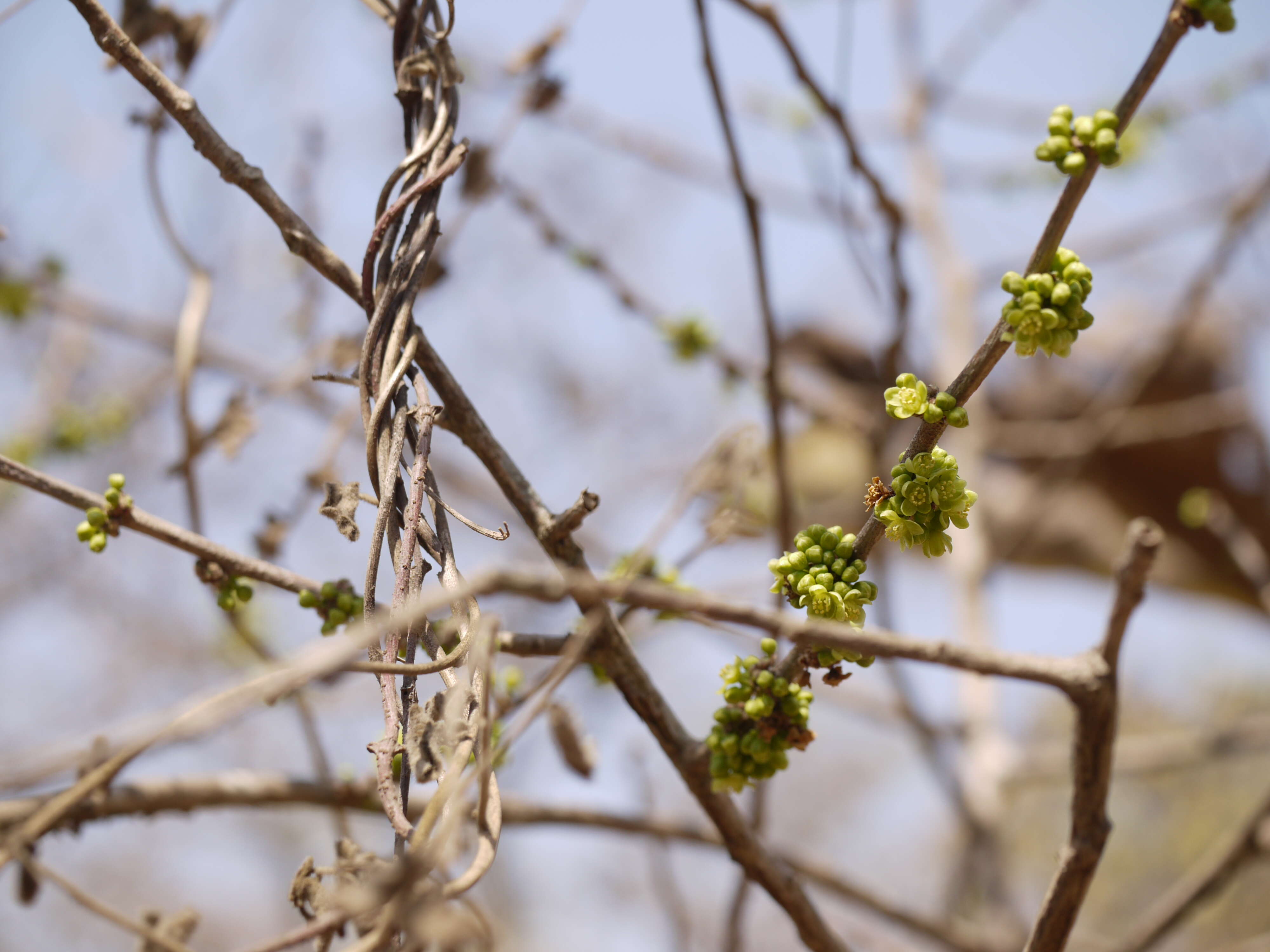 Image of Casearia tomentosa Roxb.