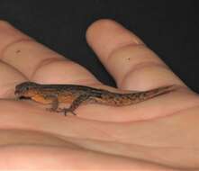 Image of Klauber's Least Gecko