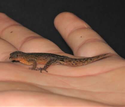 Image of Klauber's Least Gecko