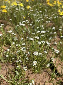 Image of stalked popcornflower