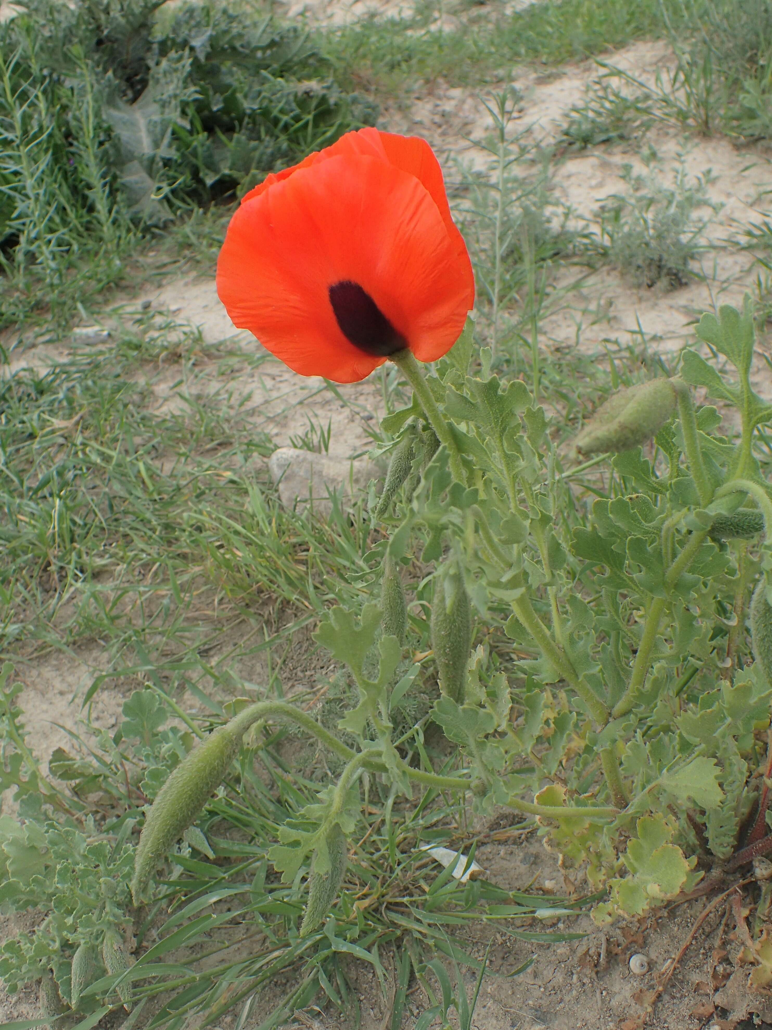 Image of Glaucium grandiflorum Boiss. & Huet