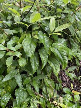 Image of Monstera siltepecana Matuda