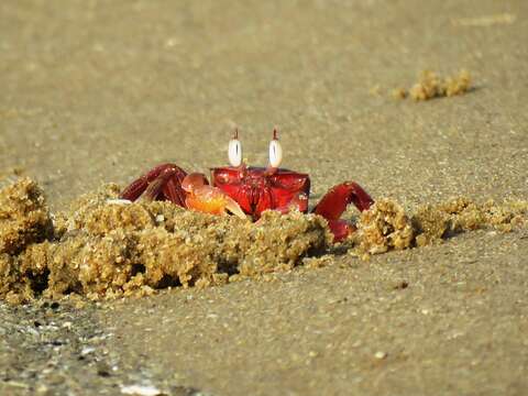 Image of red ghost crab