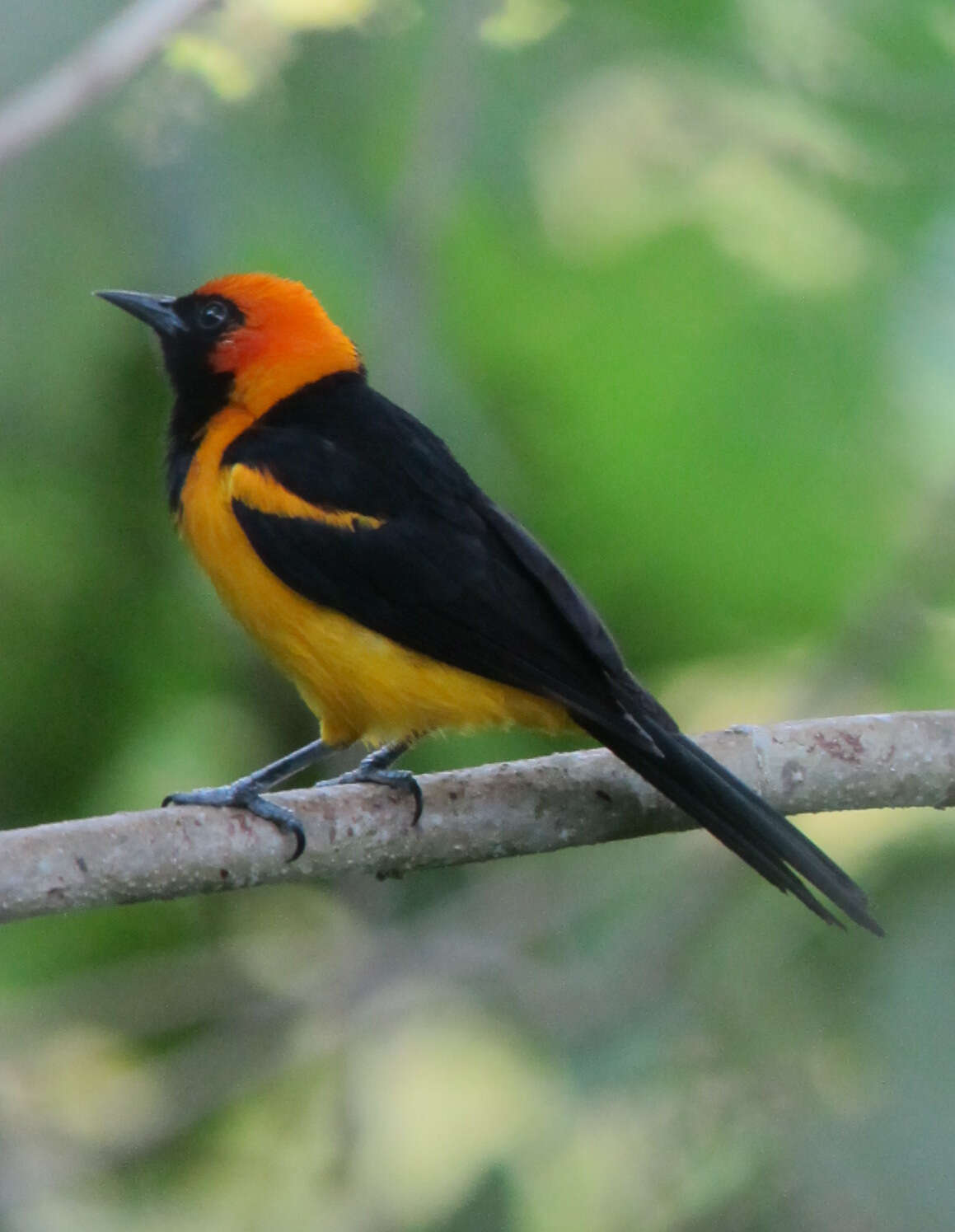 Image of Orange-crowned Oriole