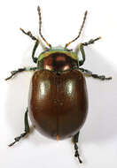 Image of Chrysolina polita