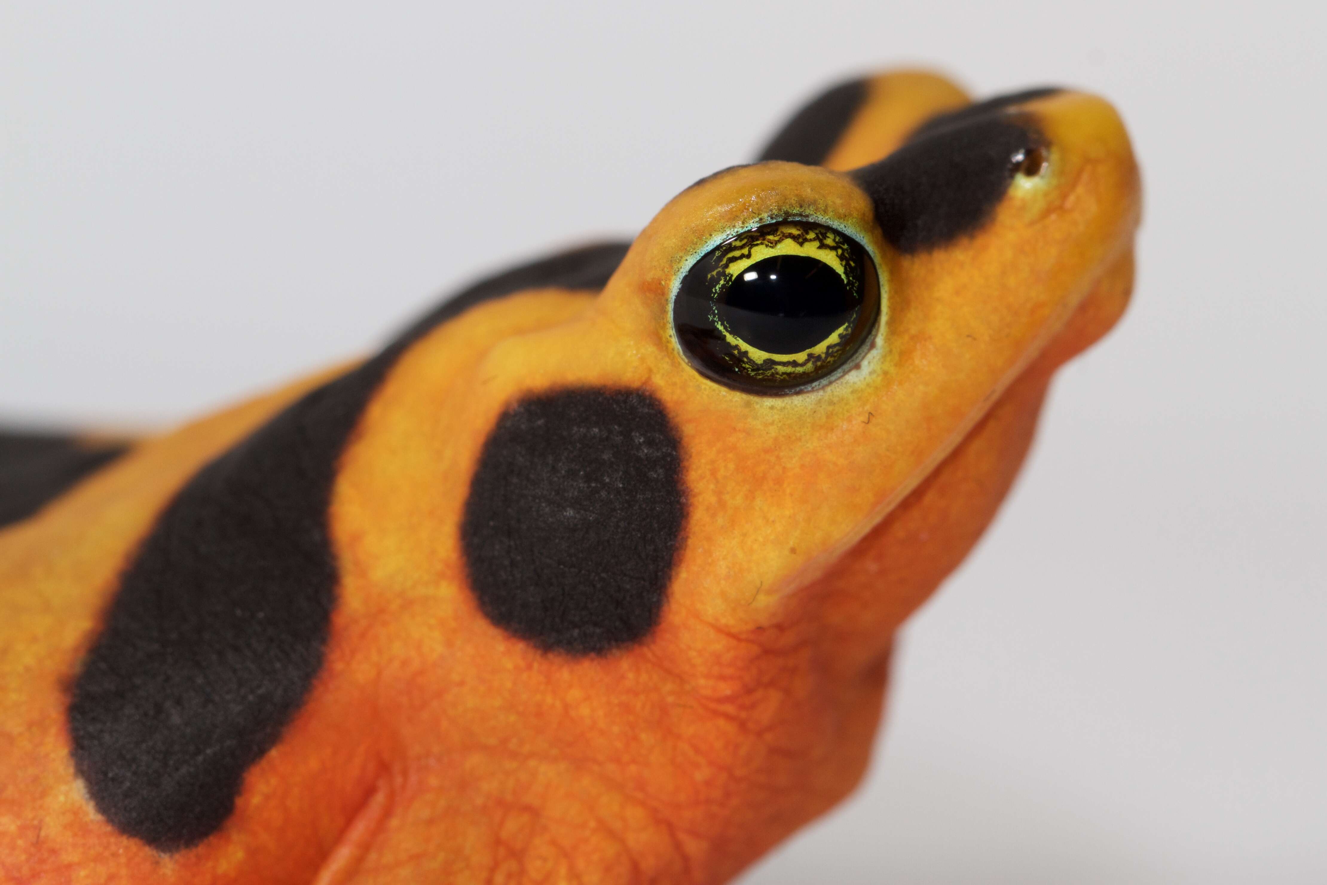 Image of Golden arrow poison frog