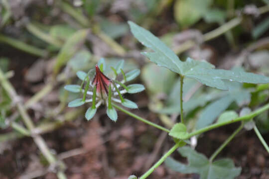 Image of Prickly hibiscus creeper