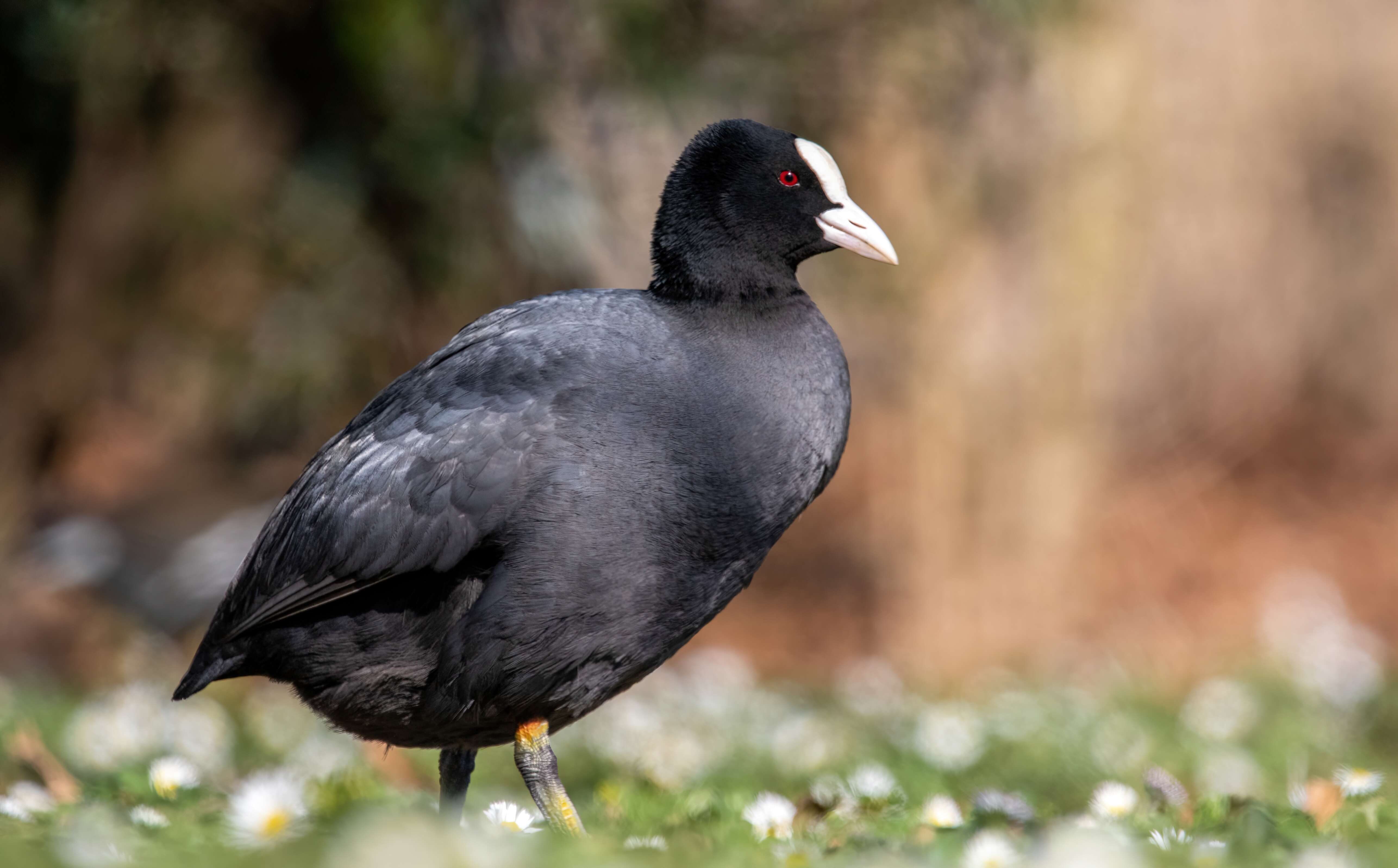 Image of Common Coot