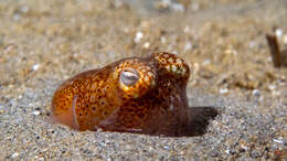 Image of Southern Bottletail Squid