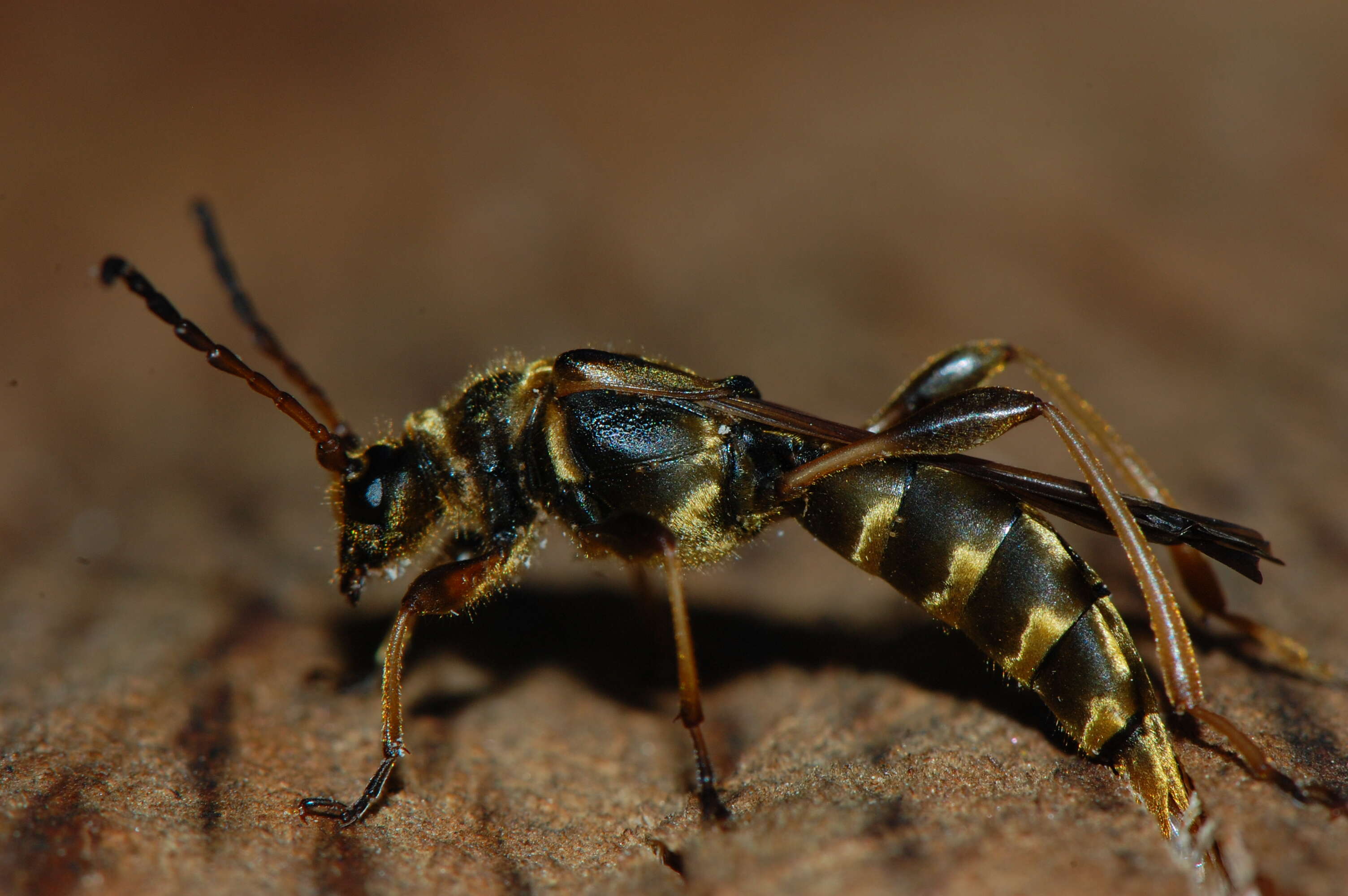 Plancia ëd Necydalis cavipennis Le Conte 1873