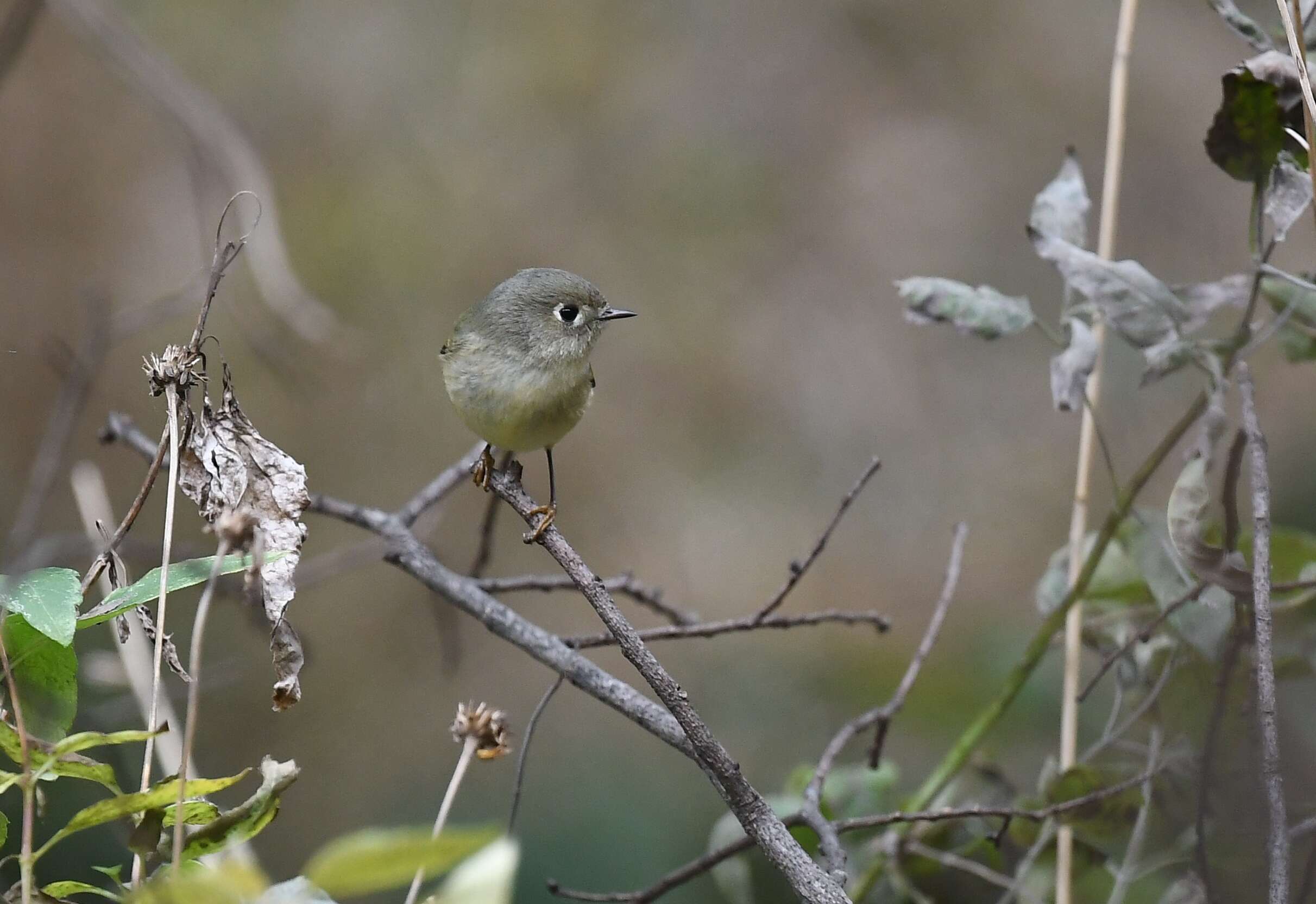 Image of goldcrests and kinglets