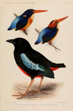 Image of Black-backed Pitta