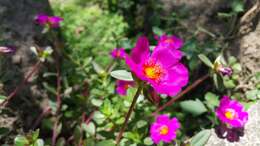 Image of Moss-rose Purslane