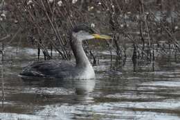 Image of Red-necked Grebe