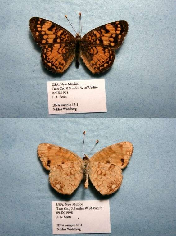 Image of Phyciodes mylitta