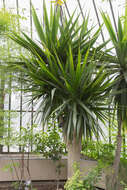 Image of Dracaena arborea (Willd.) Link