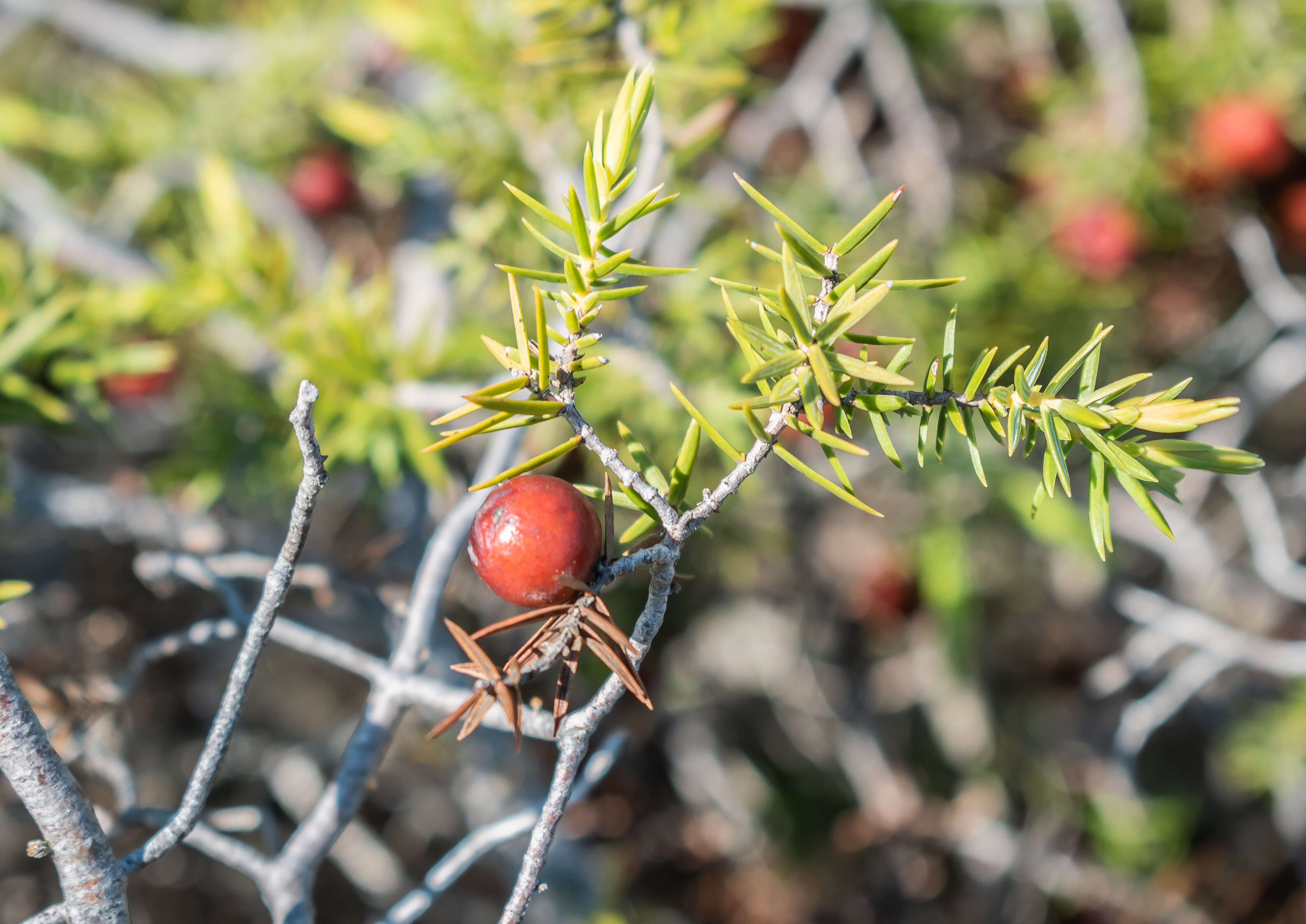 Image of Prickly Juniper