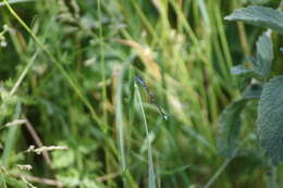 Image of Azure Bluet