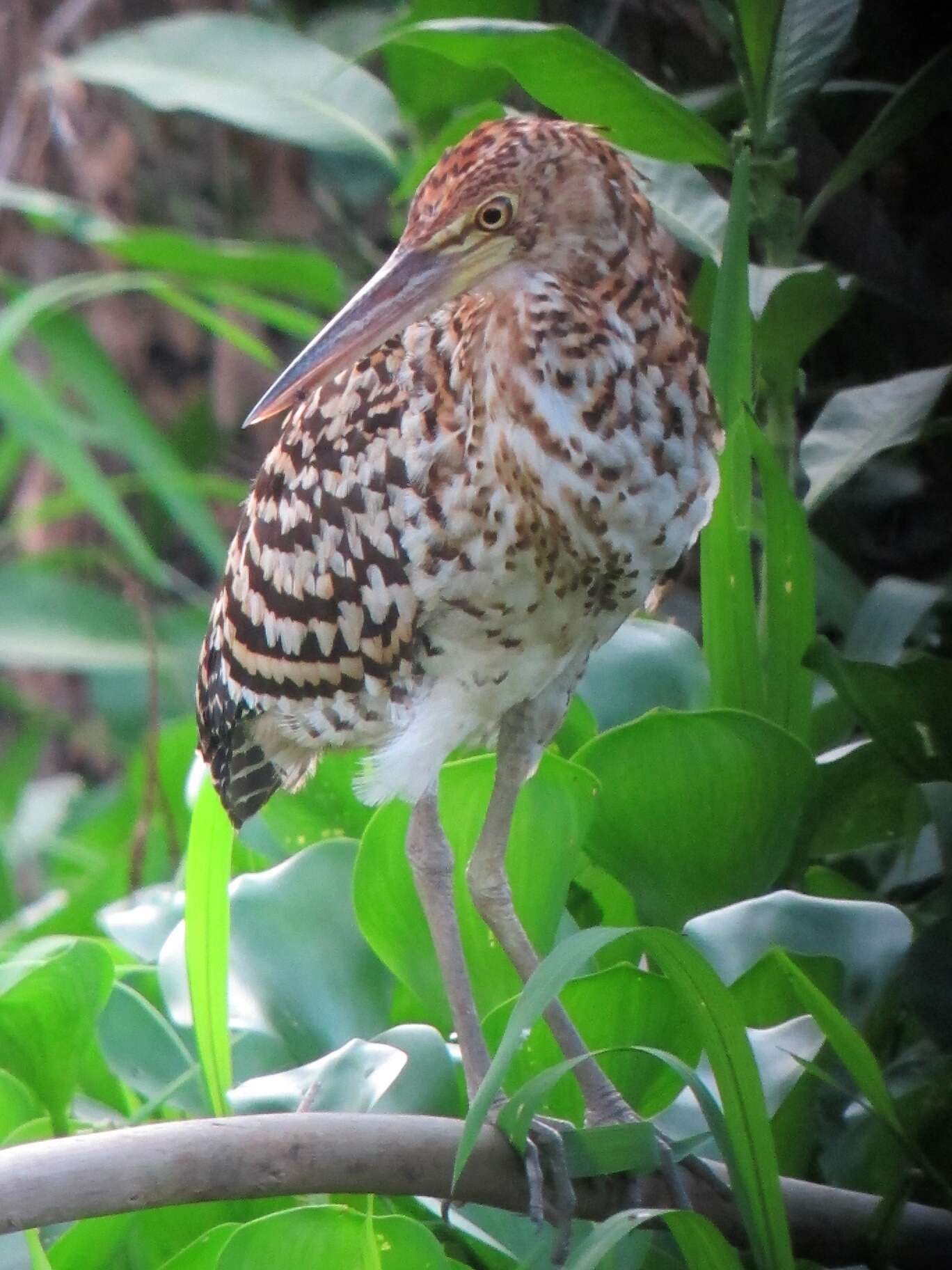 Image of Rufescent Tiger Heron