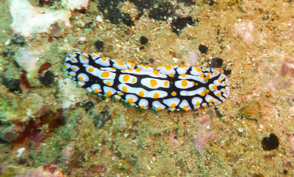 Image of Lumpy black bluegrey orange slug