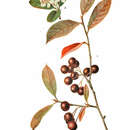 <i>Aronia prunifolia</i> (Marshall) Rehder resmi