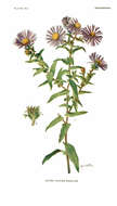 Image of aster