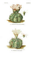 Image of Gymnocalycium monvillei (Lem.) Pfeiff. ex Britton & Rose