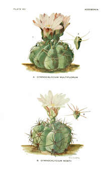 Image of Gymnocalycium monvillei (Lem.) Pfeiff. ex Britton & Rose