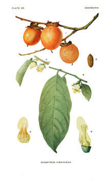 Image of diospyros