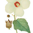Image of Hibiscus moscheutos subsp. moscheutos